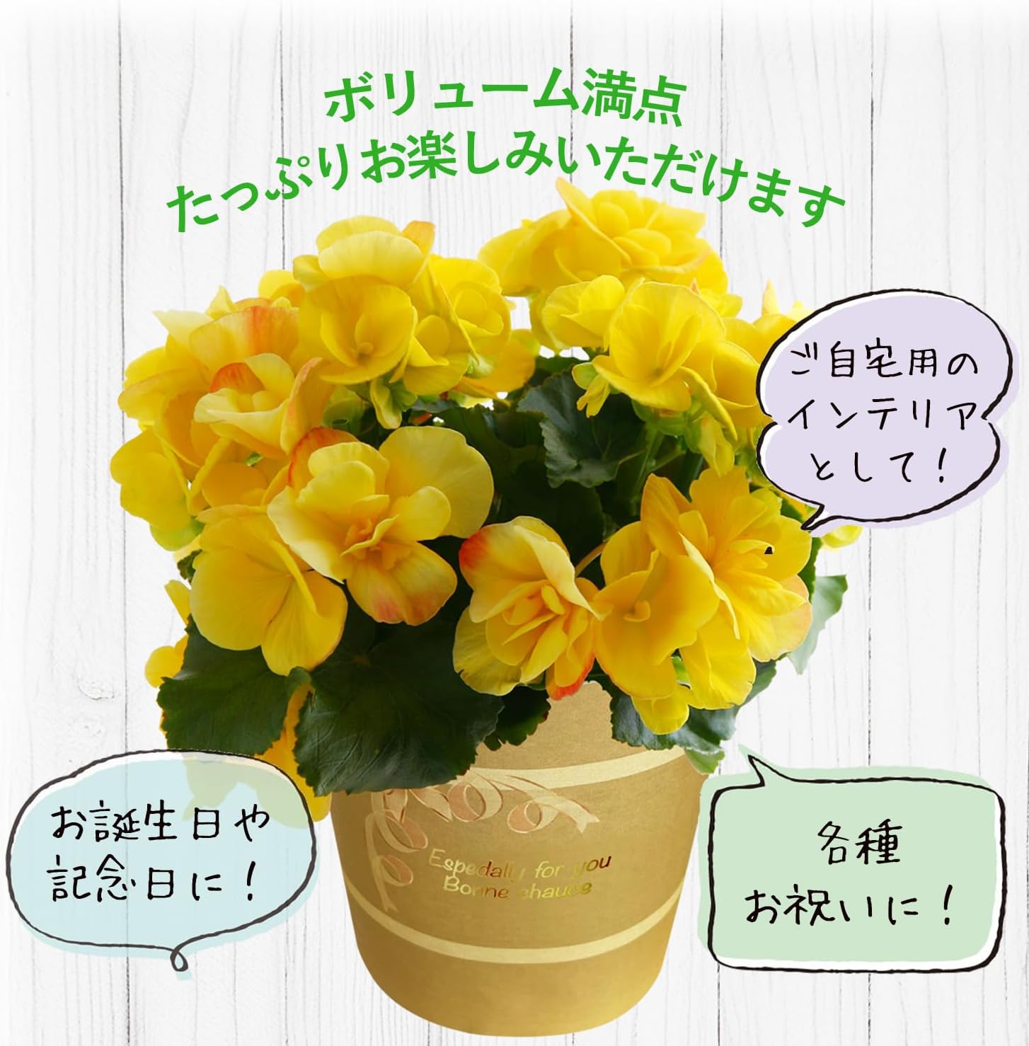 �꡼�������β� �꡼�������٥��˥� �٥��˥��β� �꡼������ �٥��˥� ȭ���� ȭ��