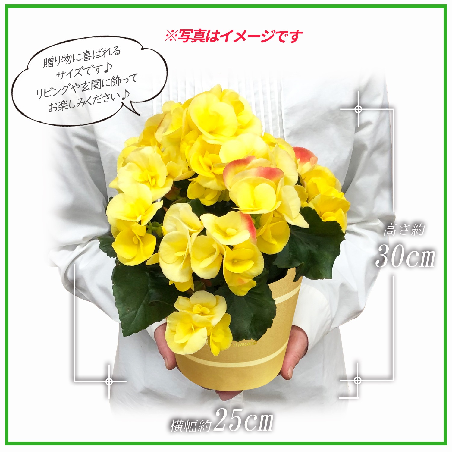 �꡼�������β� �꡼�������٥��˥� �٥��˥��β� �꡼������ �٥��˥� ȭ���� ȭ��