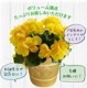 �꡼�������β� �꡼�������٥��˥� �٥��˥��β� �꡼������ �٥��˥� ȭ���� ȭ��