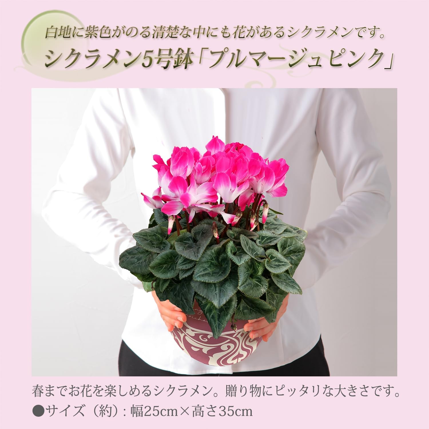  ե ץ쥼  ȭ ȭ  5ȭ ץޡ ԥ