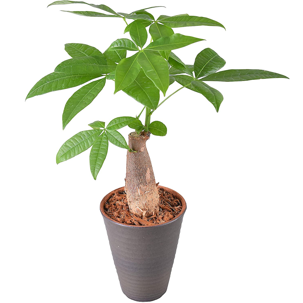 パキラ 観葉植物 本物 おしゃれ ぱきら ミニ観葉植物 ミニ パキラの木