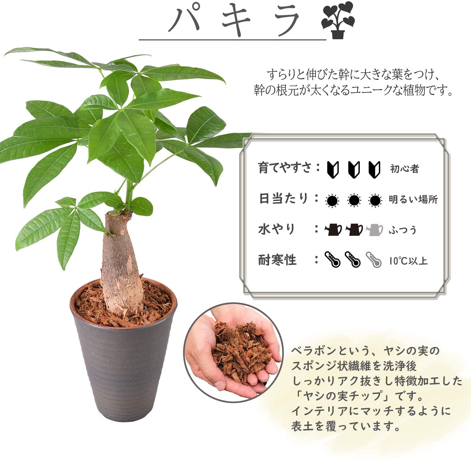 パキラ 観葉植物 本物 おしゃれ ぱきら ミニ観葉植物 ミニ パキラの木