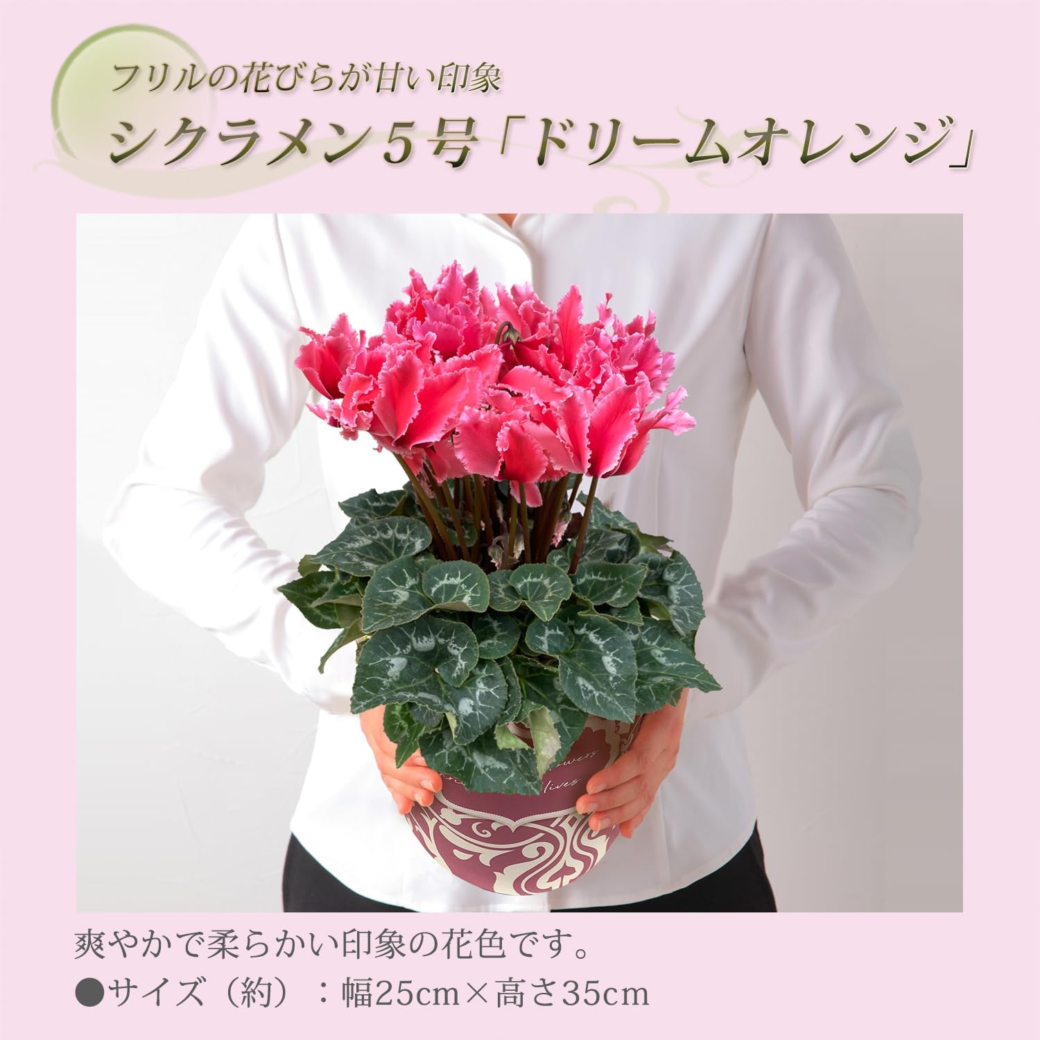  ե ץ쥼  ȭ ȭ  5ȭ  ɥ꡼४