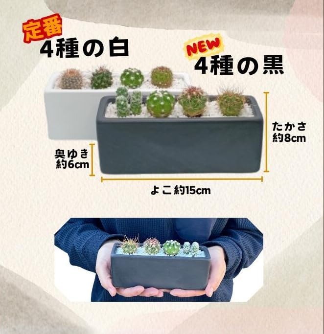 ���ܥƥ�󤻿��� ��ΤҤ饵���� ���� ���å��� �ȥ��� ����ƥꥢ ��