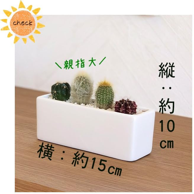 ���ܥƥ�󤻿��� ��ΤҤ饵���� ���� ���å��� �ȥ��� ����ƥꥢ ��