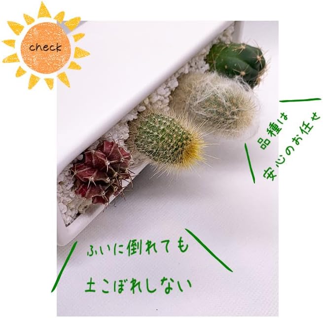 ���ܥƥ�󤻿��� ��ΤҤ饵���� ���� ���å��� �ȥ��� ����ƥꥢ ��