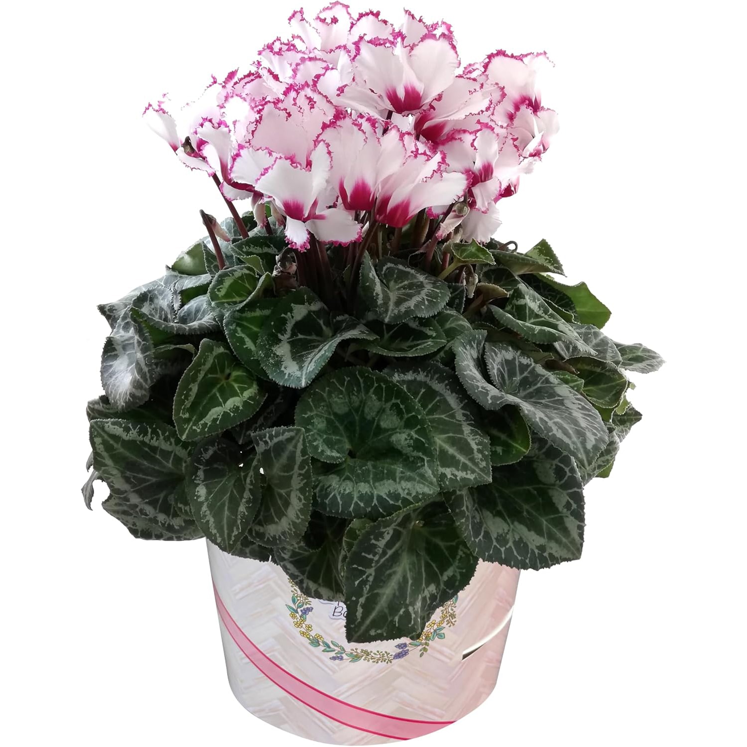 珍しい品種シクラメン【赤い彗星】 6号鉢