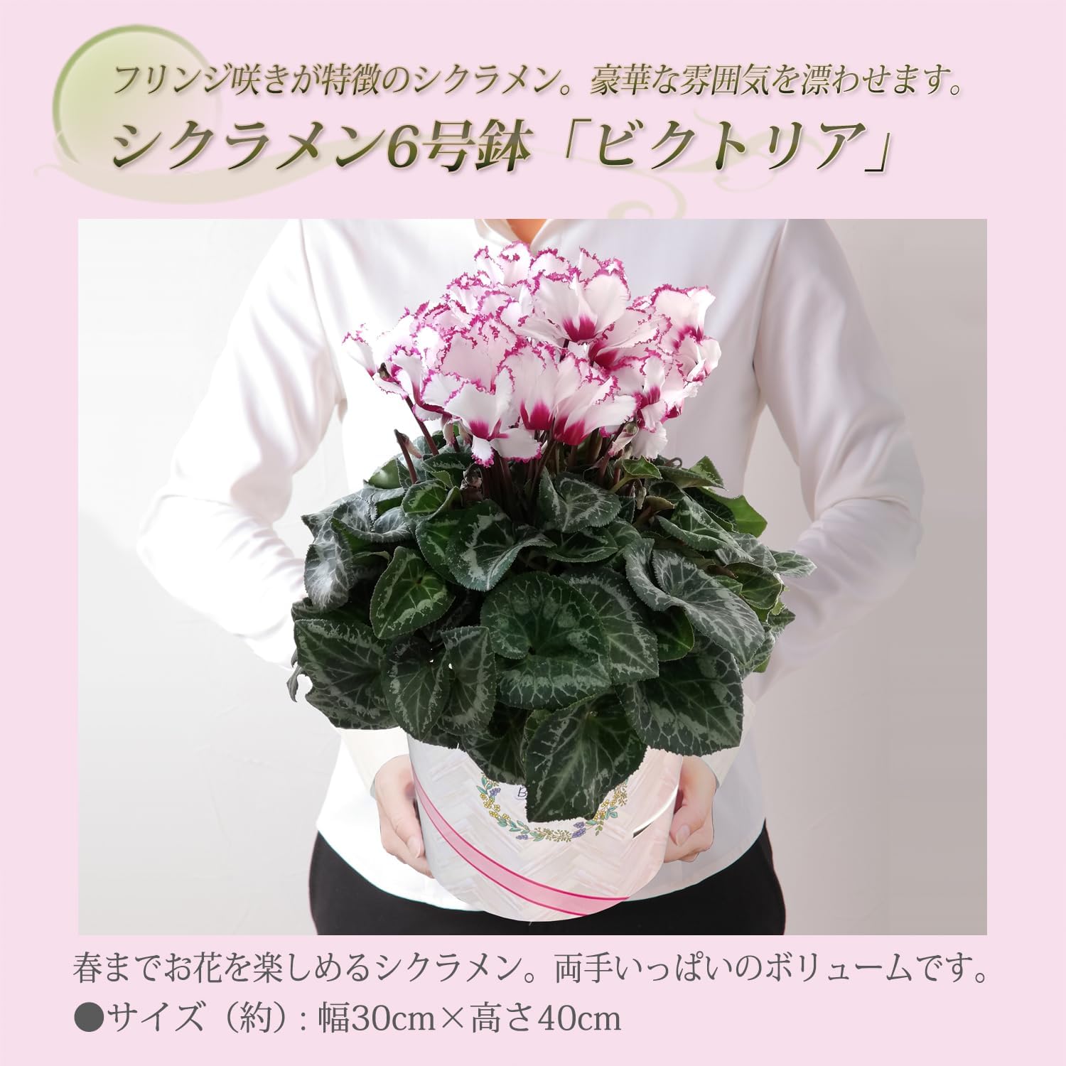 �������� ���ե� �ץ쥼��� �� ȭ���� ȭ�� ������ 6��ȭ �� �ӥ��ȥꥢ ����