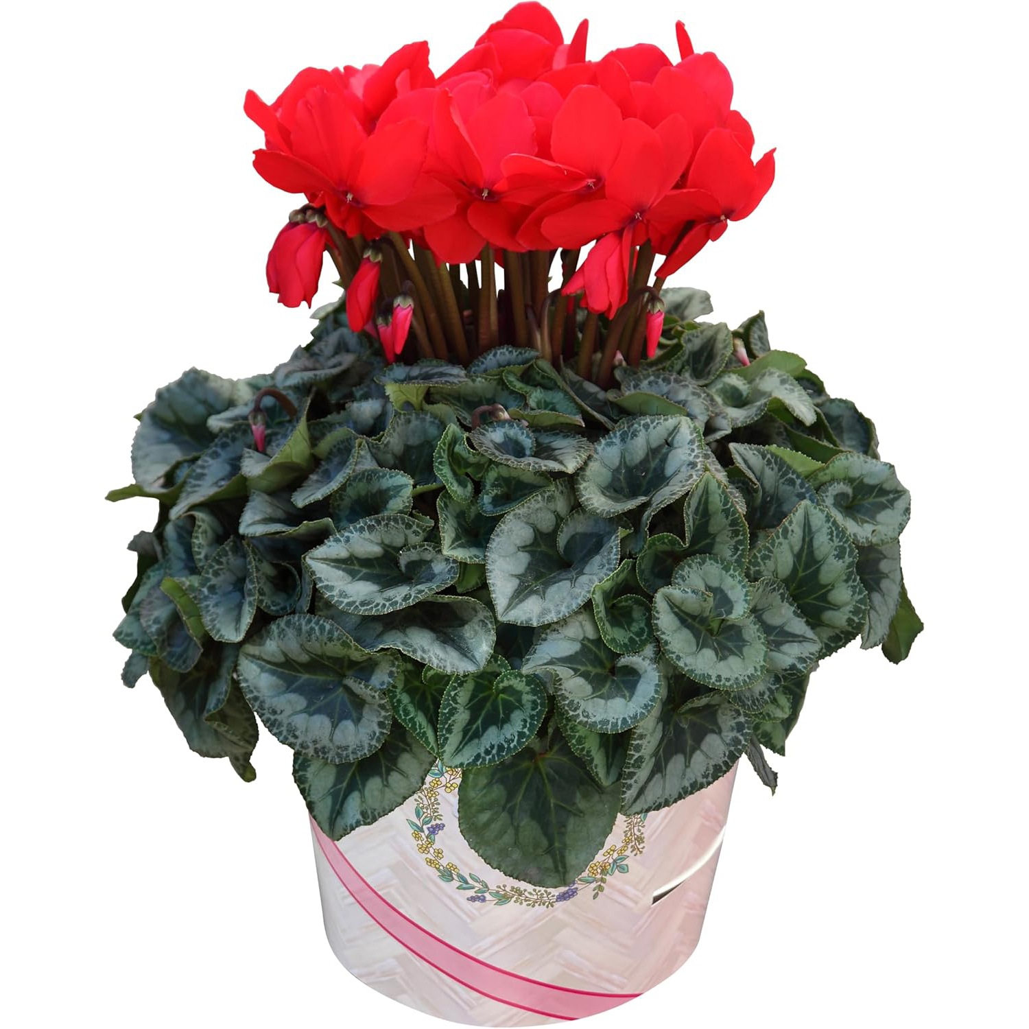  ե ץ쥼  ȭ ȭ  6ȭ   