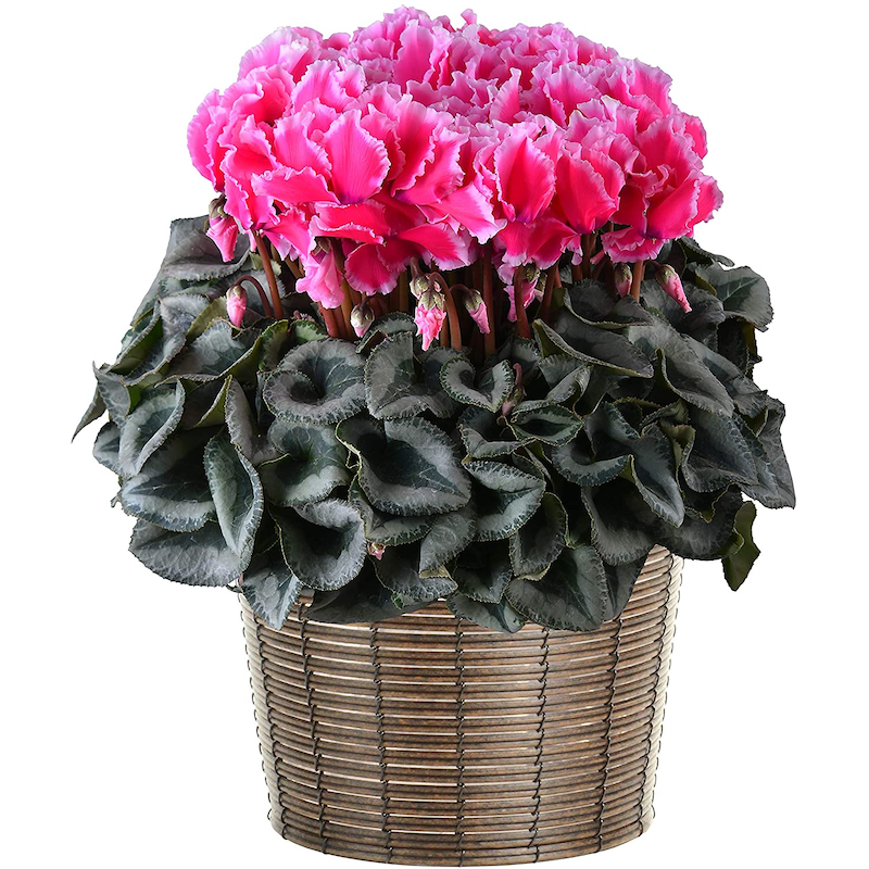 シクラメン リップピンク ウェーブ シクラメン特大 シクラメンの花