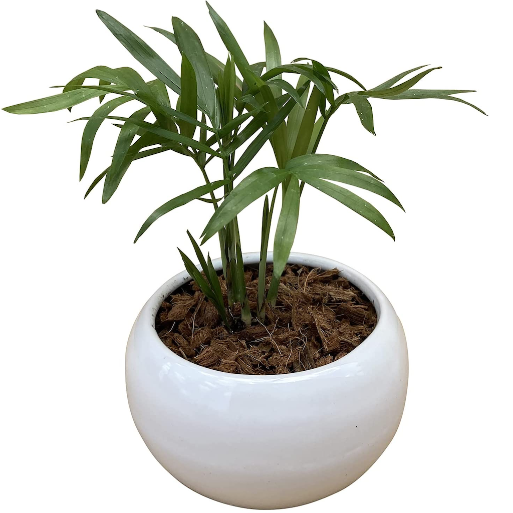 テーブルヤシ 陶器 鉢植え 観葉植物 インテリア 小物 背景 癒し 白 観葉 観葉植物 おしゃれな観葉植物 安心と感動を送る フラワーギフト 花 のギフト社 テーブルヤシ 陶器 鉢植え 観葉植物 インテリア 小物 背景 癒し 白 観葉 観葉植物 おしゃれな観葉植物 安心と感動を送る フラワーギフト 花 のギフト社