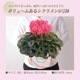 �������� ���ե� �ץ쥼��� �� ȭ���� ȭ�� ������ 6��ȭ �ԥ� ���� ������