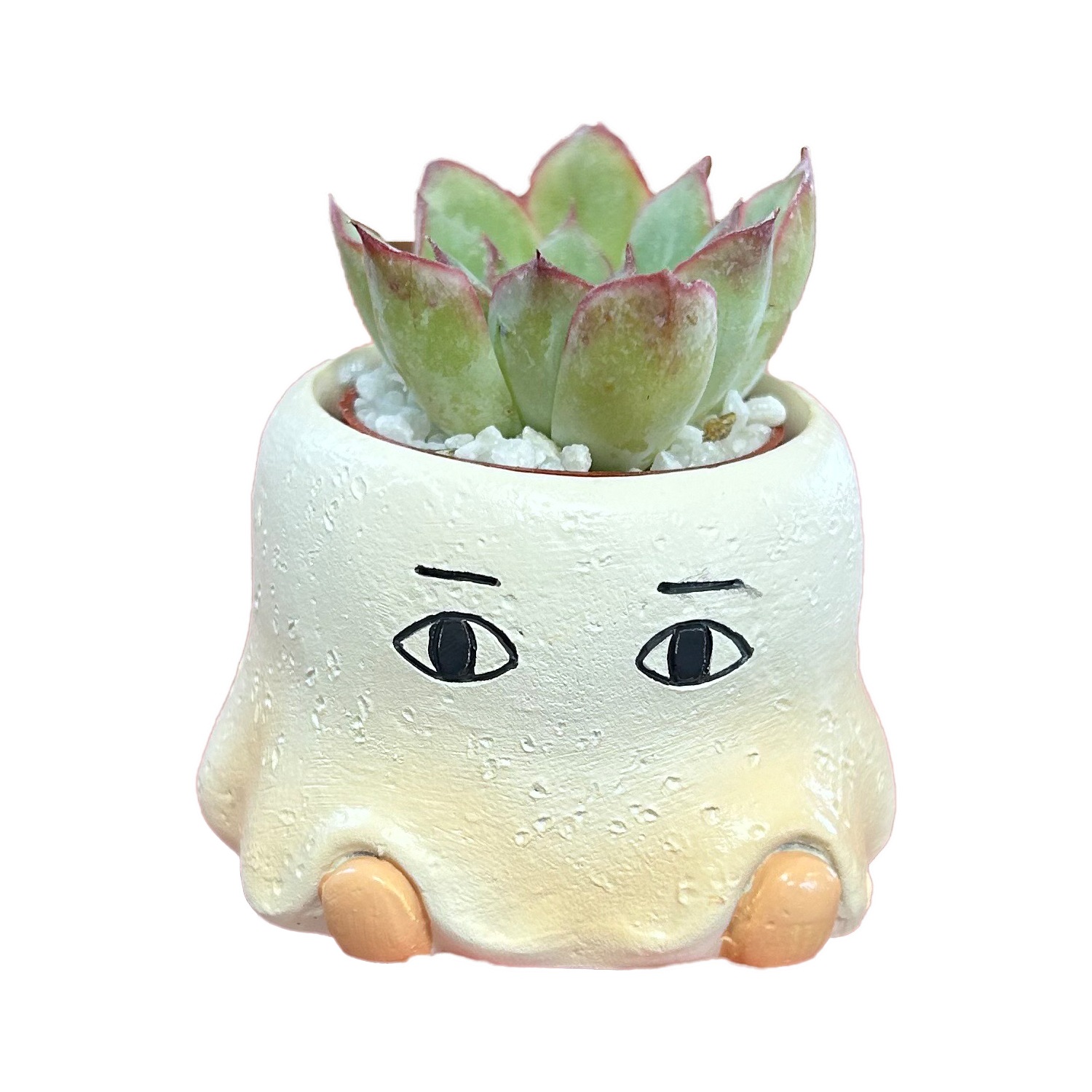 多肉植物 インテリア 観葉植物 ギフト メジェド エジプト ミニ プチ