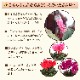 �ߥåե��� Miffy �������� ��������β� ȭ���� ���å� ������ �� ���ե�