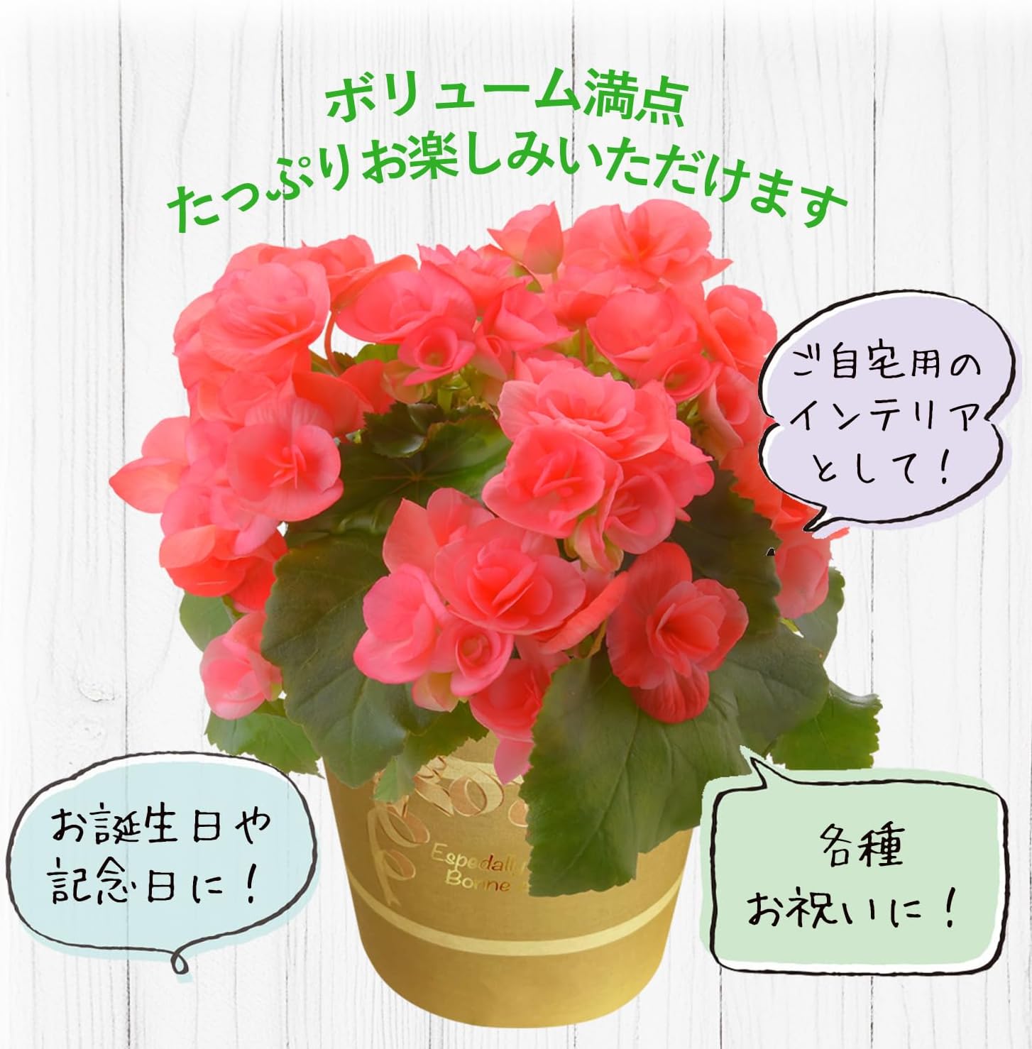 �꡼�������β� �꡼�������٥��˥� �٥��˥��β� �꡼������ �٥��˥� ȭ���� ȭ��