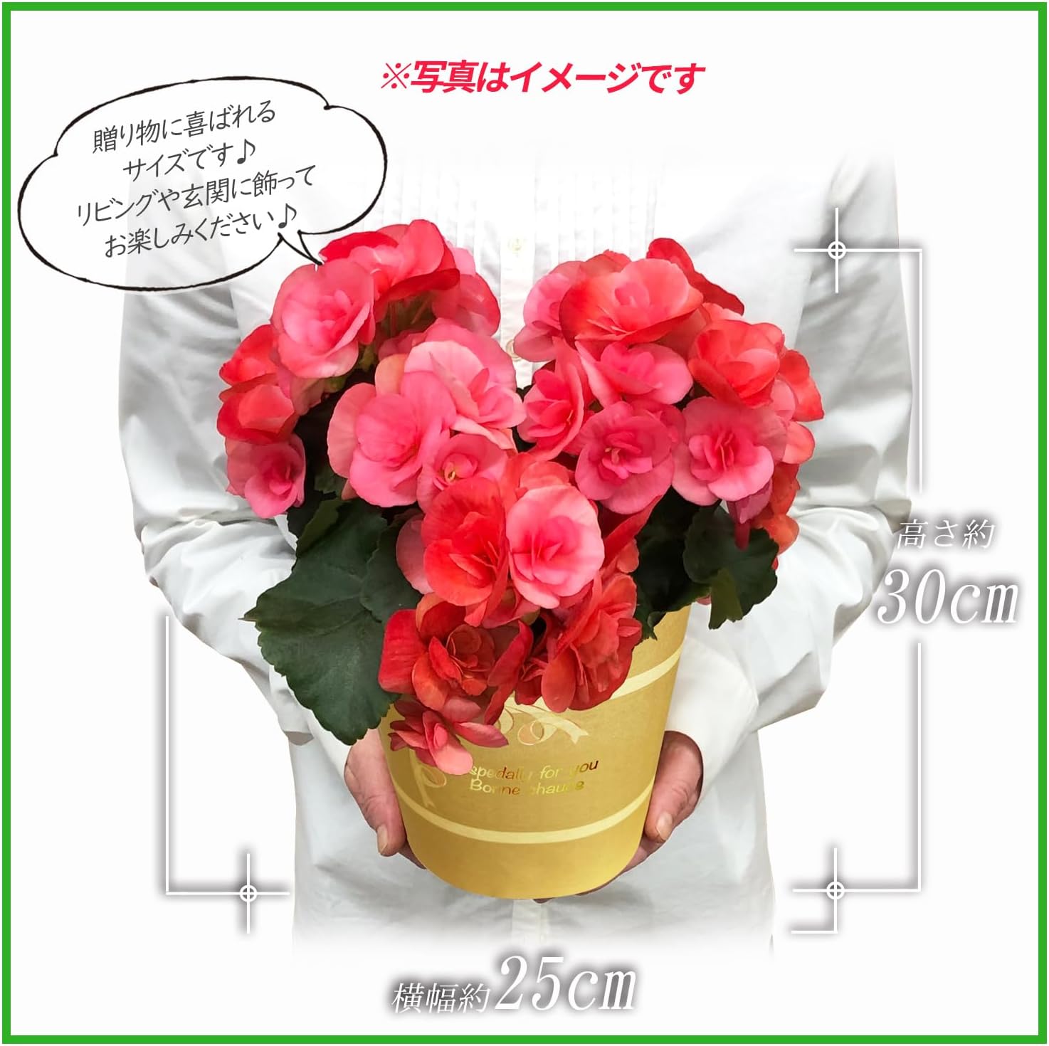 �꡼�������β� �꡼�������٥��˥� �٥��˥��β� �꡼������ �٥��˥� ȭ���� ȭ��