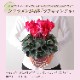 �������� ���ե� �ץ쥼��� �� ȭ���� ȭ�� ������ 5��ȭ �� ��֥����ɥ�