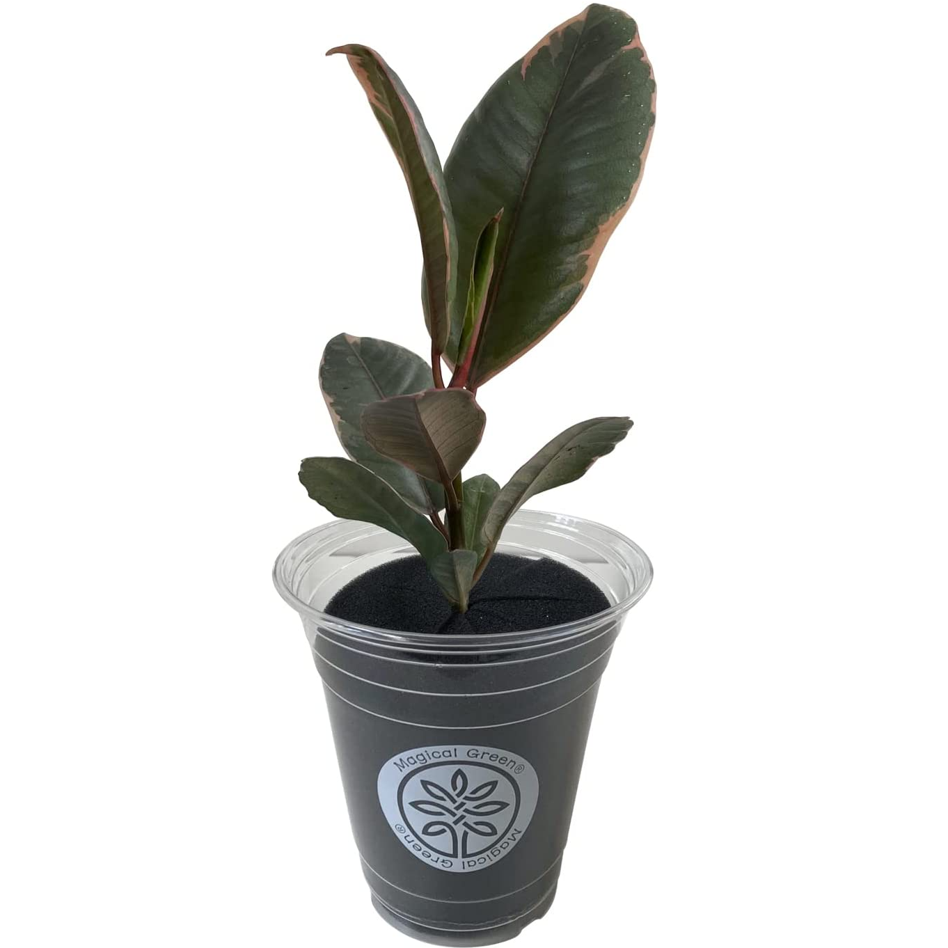 フィカス ルビー ゴムの木 観葉植物 本物 おしゃれ 室内用 ミニ