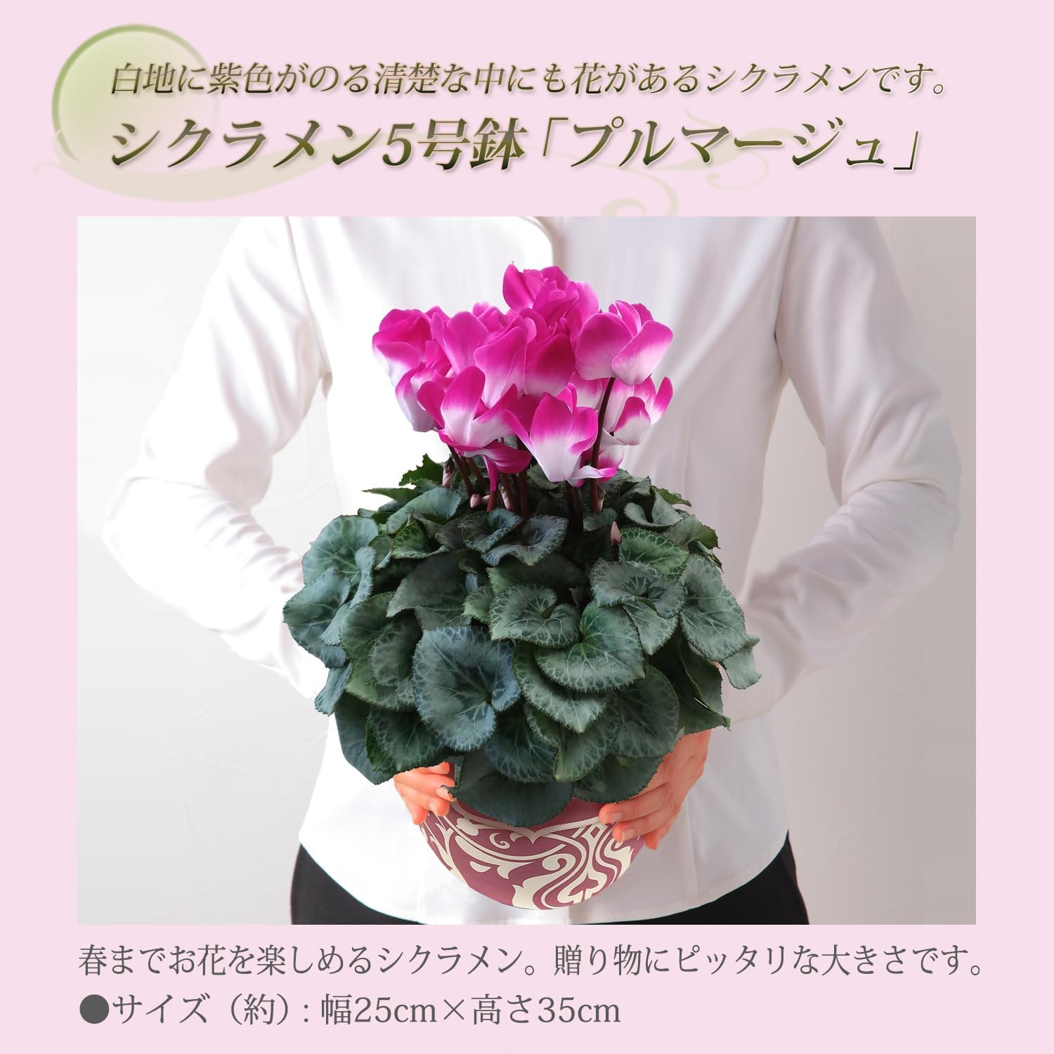  ե ץ쥼  ȭ ȭ  5ȭ ץޡѡץ