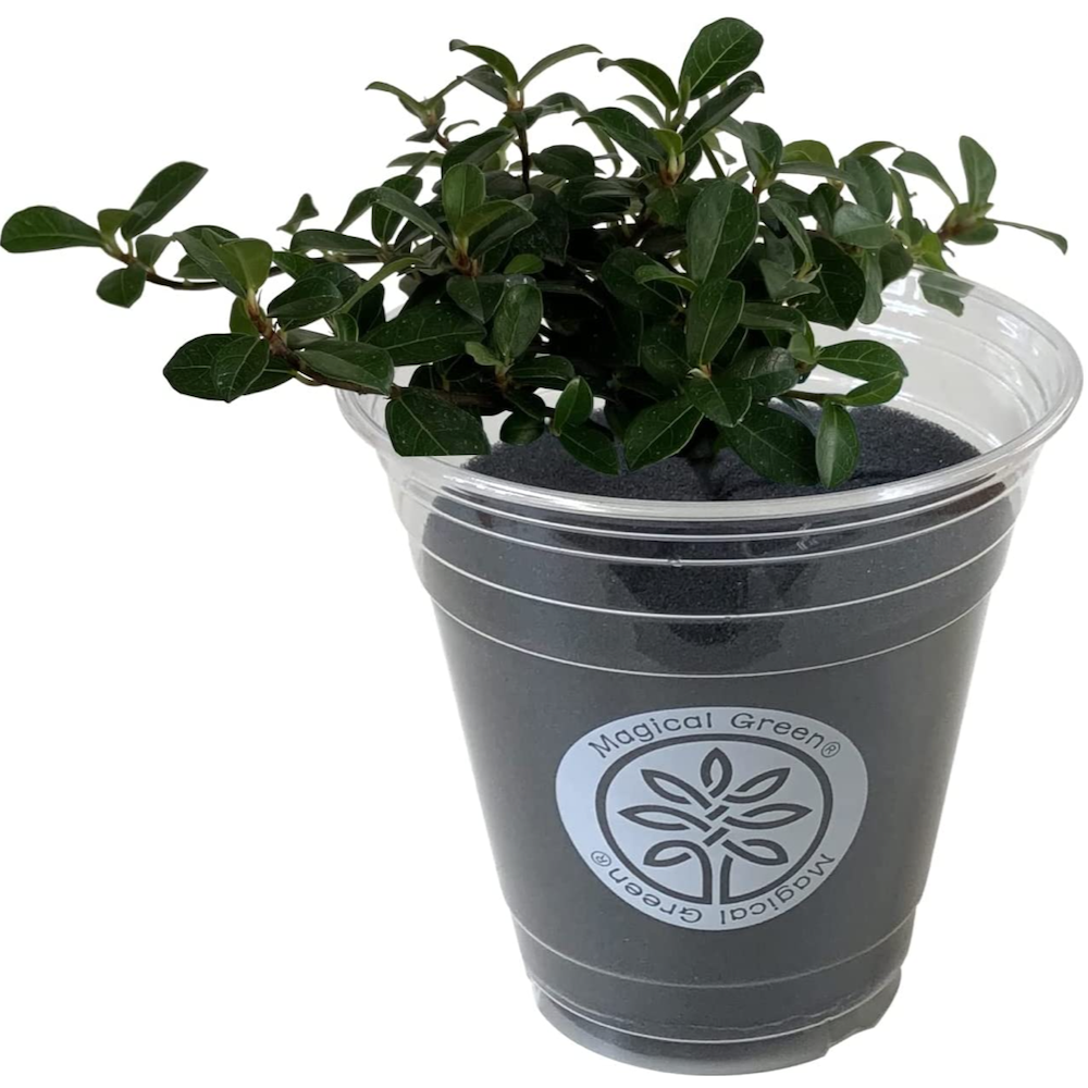 ツル性ガジュマル 観葉植物 本物 おしゃれ 観葉植物 特殊ウレタン インテリア 観葉植物 小さな観葉植物 安心と感動を送る フラワーギフト 花のギフト社 ツル性ガジュマル 観葉植物 本物 おしゃれ 観葉植物 特殊ウレタン インテリア 観葉植物 小さな観葉植物 安心と感動を送る フラワーギフト 花のギフト社