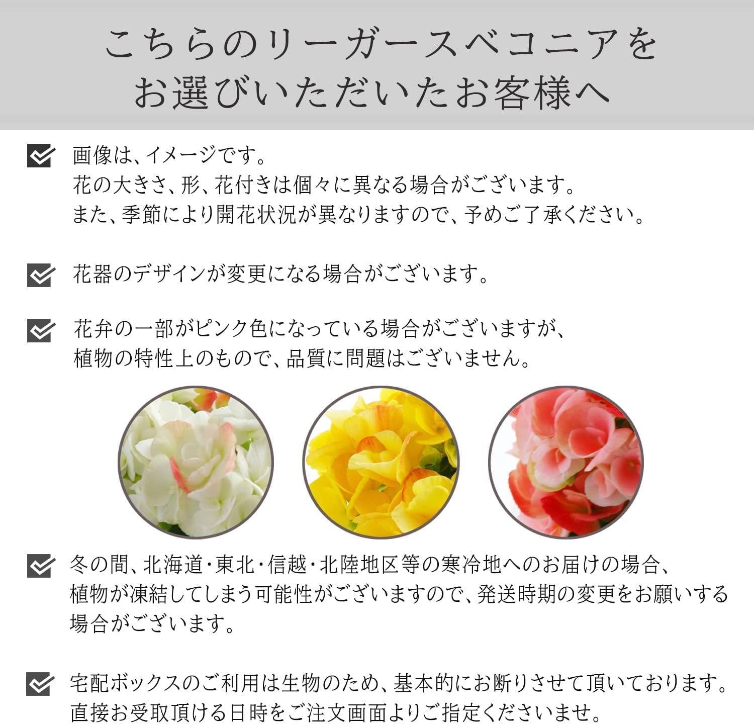 �꡼������ �٥��˥� �� ���ե� ������ �ץ쥼��� �꡼�������٥��˥� ȭ���� ��ȭ