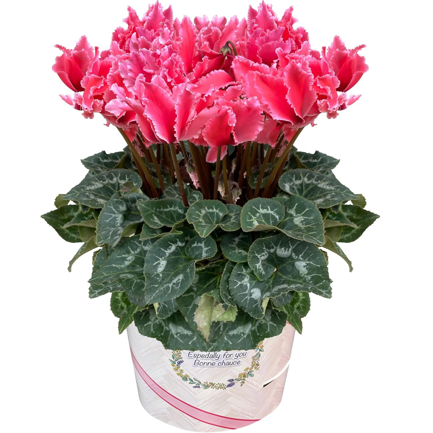  ե ץ쥼  ȭ ȭ  6ȭ  ɥ꡼४