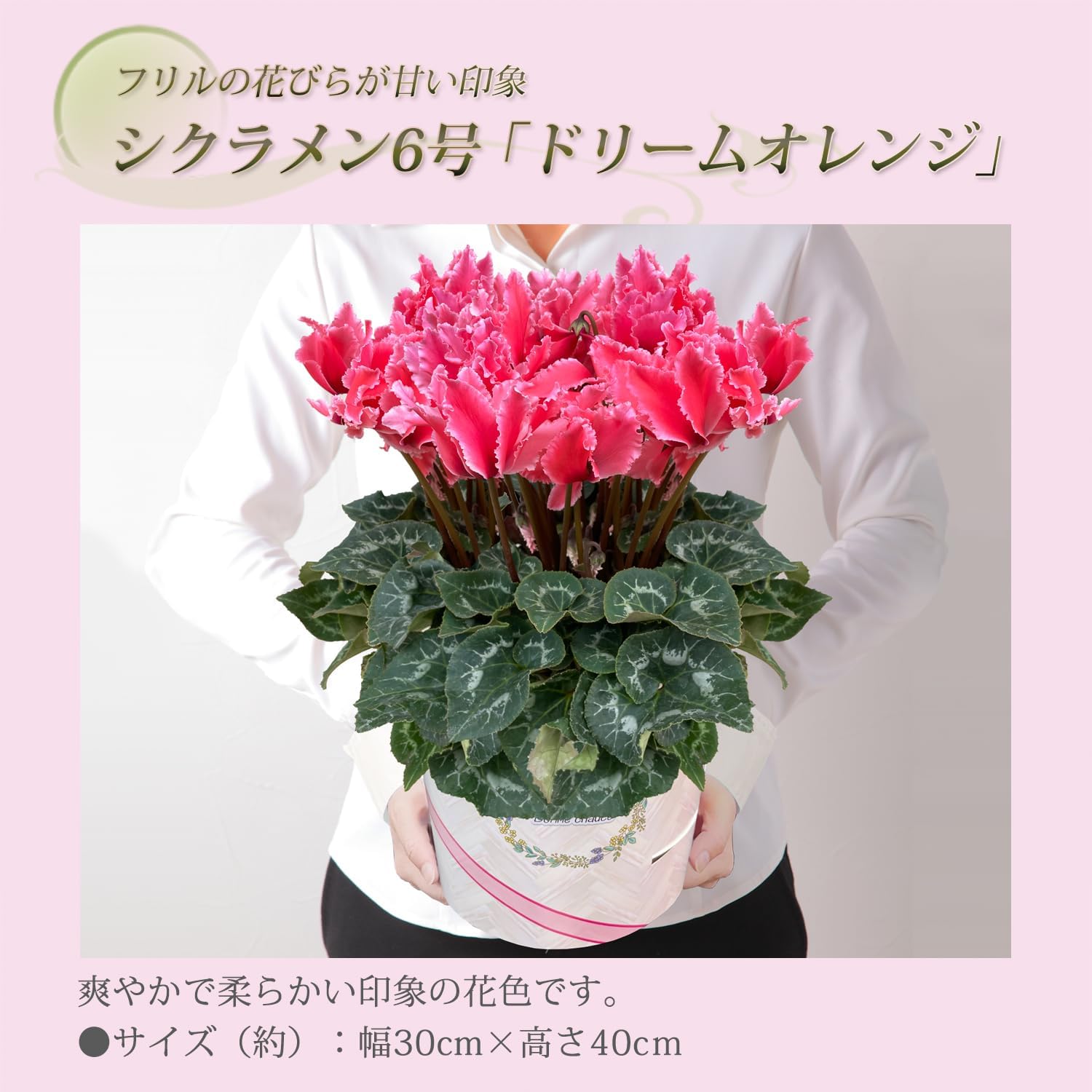  ե ץ쥼  ȭ ȭ  6ȭ  ɥ꡼४