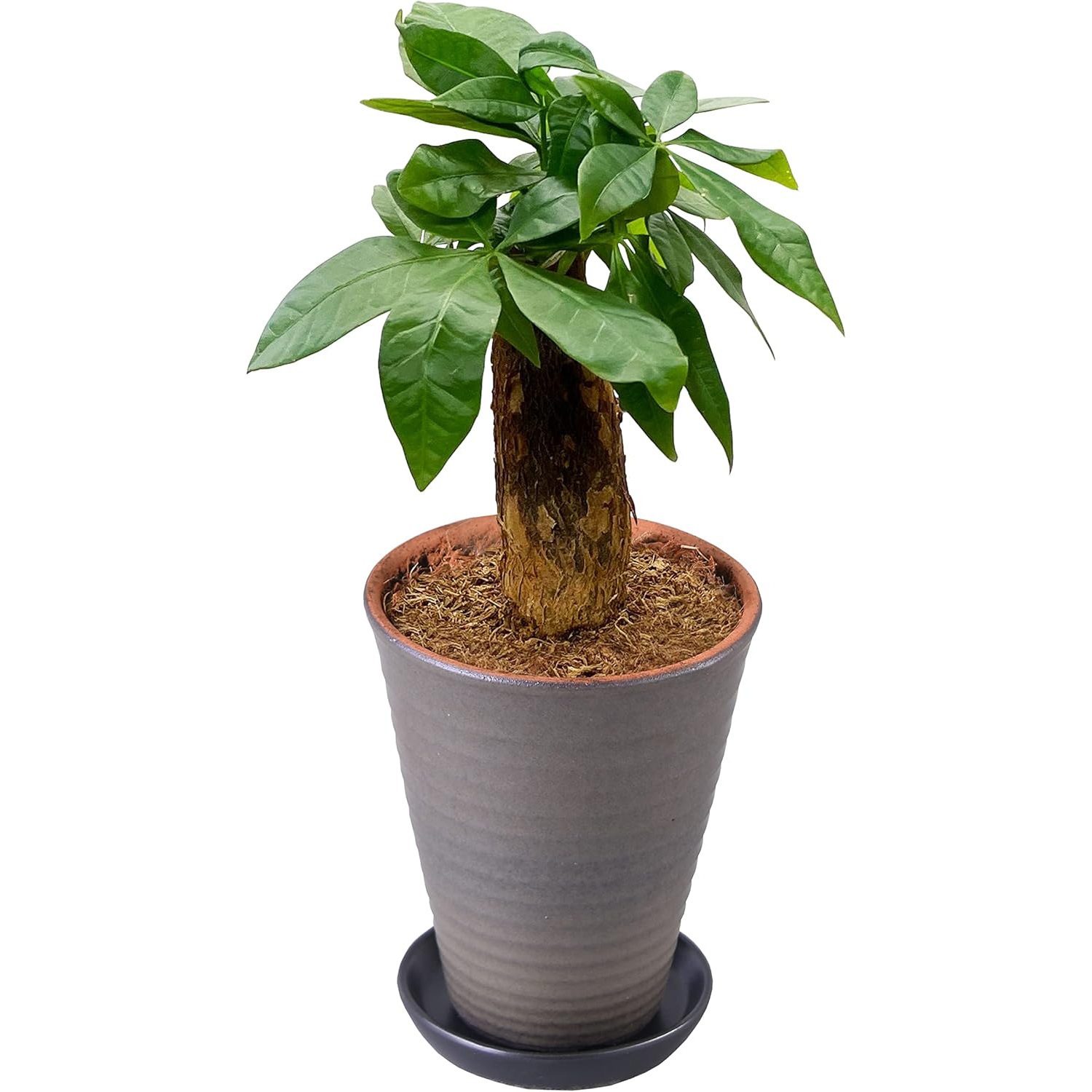 パキラ 発財樹 4号 陶器 鉢植え 鉢皿 観葉植物 ミニ観葉 パキラの木