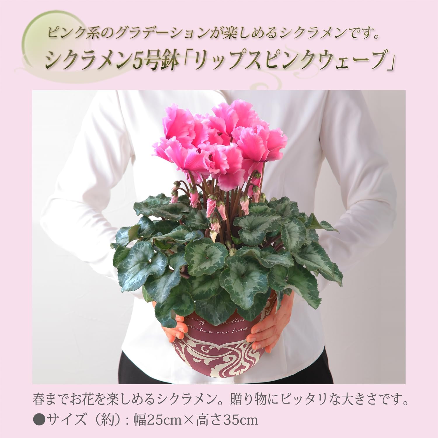 �������� ���ե� �ץ쥼��� �� ȭ���� ȭ�� ������ 5��ȭ ��åץ��ԥ󥯥�������