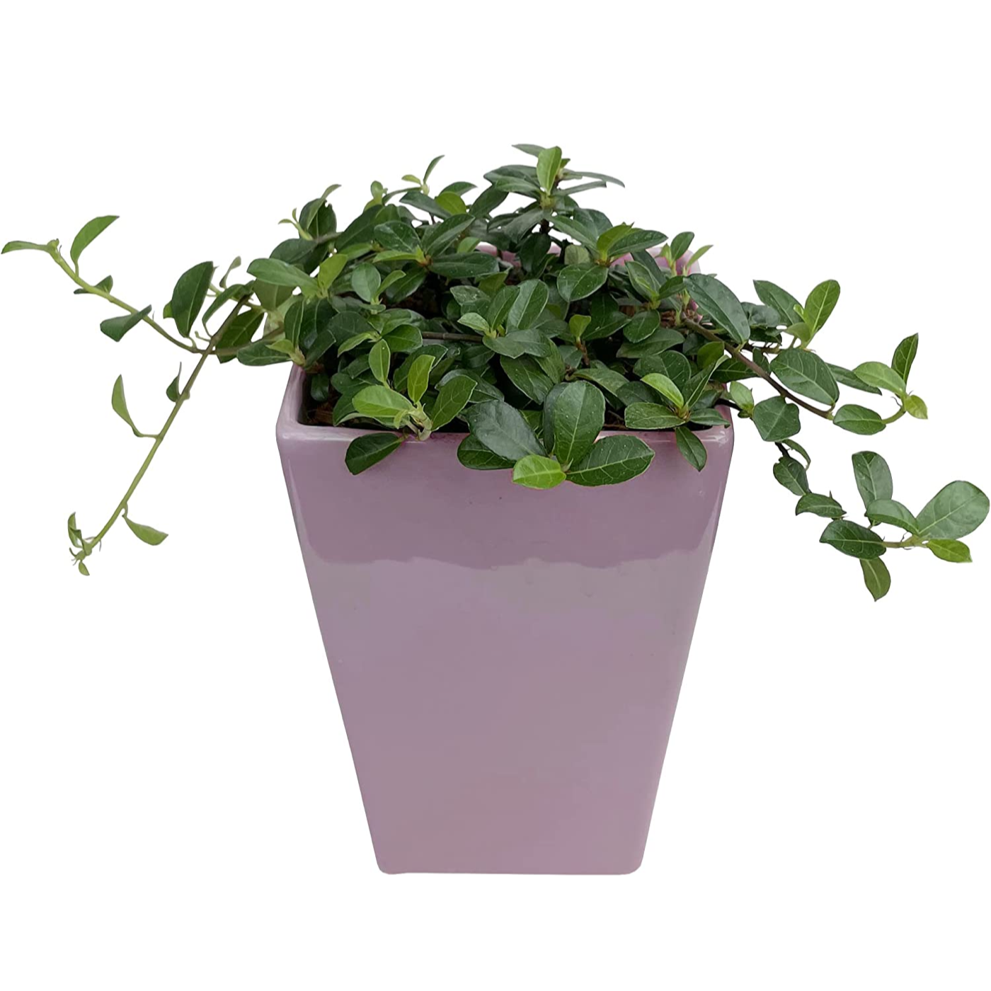 ツル性ガジュマル鉢植え フィカス シャングリラ 観葉植物 ミニ観葉植物 観葉 つる性 観葉植物 おしゃれな観葉植物 安心と感動を送る フラワーギフト 花のギフト社 ツル性ガジュマル鉢植え フィカス シャングリラ 観葉植物 ミニ観葉植物 観葉 つる性 観葉植物 おしゃれな観葉植物 安心と感動を送る フラワーギフト 花のギフト社