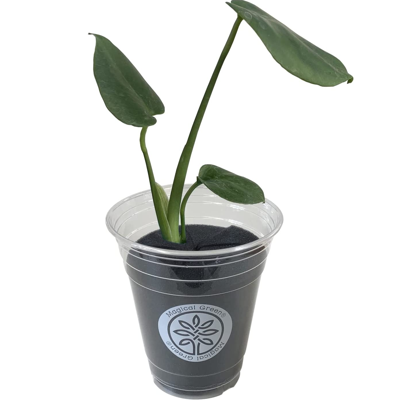 【特大モンステラ】存在感バツグン！おしゃれな観葉植物＊インテリア・南国風に♪ 特大モンステラ】存在感バツグン！おしゃれな観葉植物