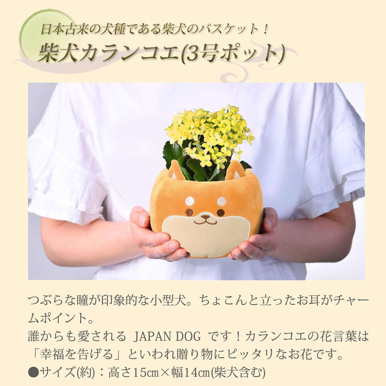 ����󥳥�ȭ���� ����󤳤�ȭ���� ���� ����󤳤��β� ����󥳥� �Ƹ����ե�