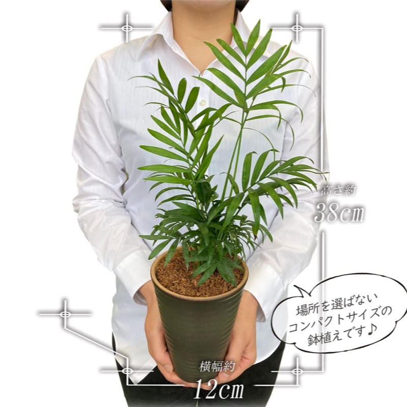テーブルヤシ・カボック観葉植物 四角形鉢 テーブルヤシ 4号 陶器 鉢植え 観葉植物 インテリア グリーン | 観葉