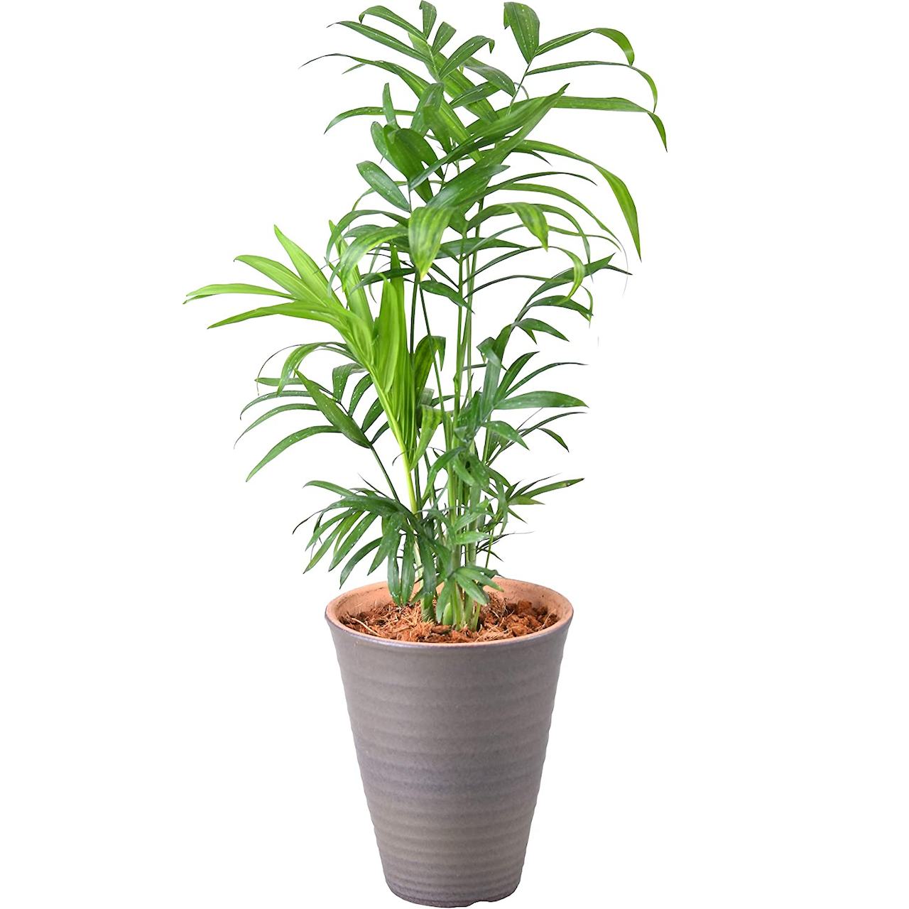 テーブルヤシ 4号 陶器 鉢植え 観葉植物 インテリア グリーン | 観葉