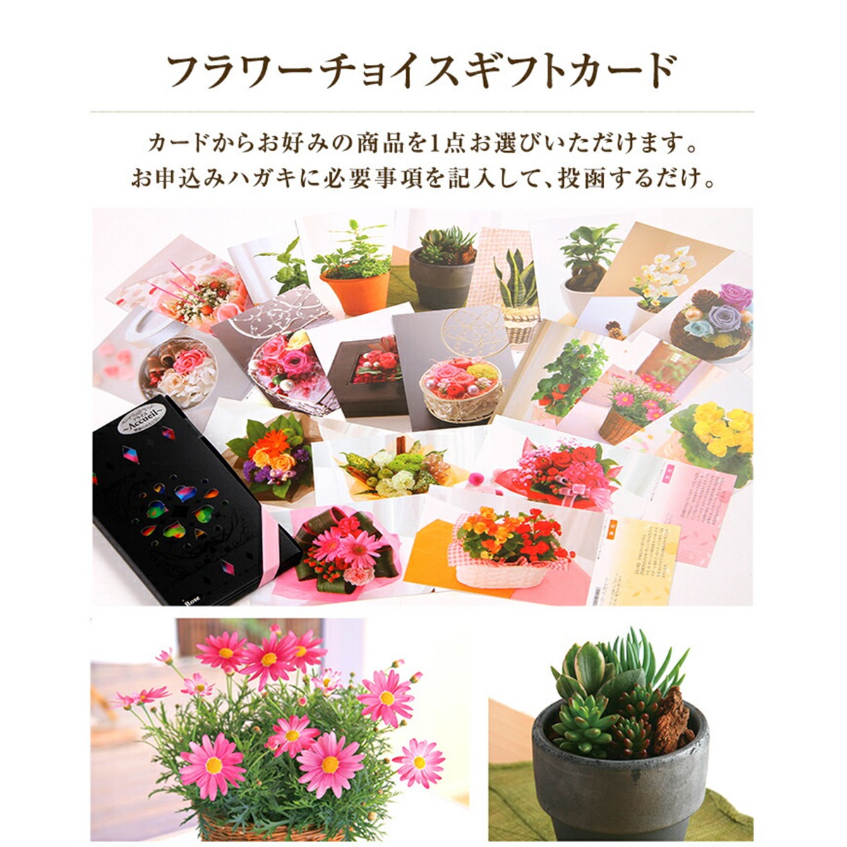 �����������ե� �ե� ���祤�������� �������� �� �ץ쥼��� ������������