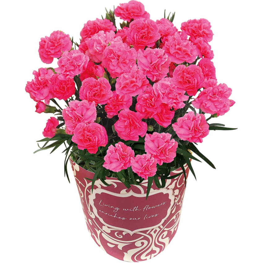 ����� �����͡������ �ץ쥼��� �� ���ե� ȭ���� ȭ ȭ�� ��ȭ �ե����ե�