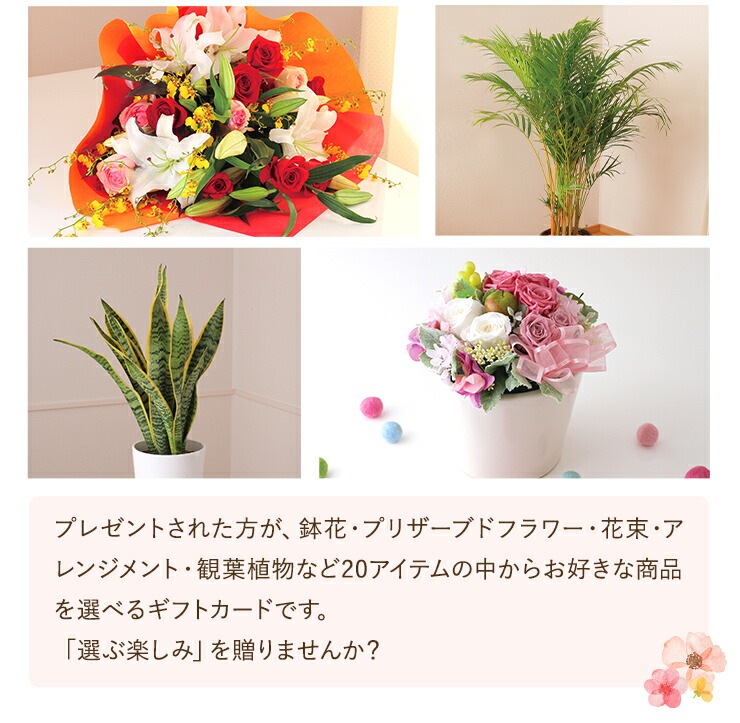 �����������ե� �ե� ���祤�������� �������� �� �ץ쥼��� ���ȥ쥢������