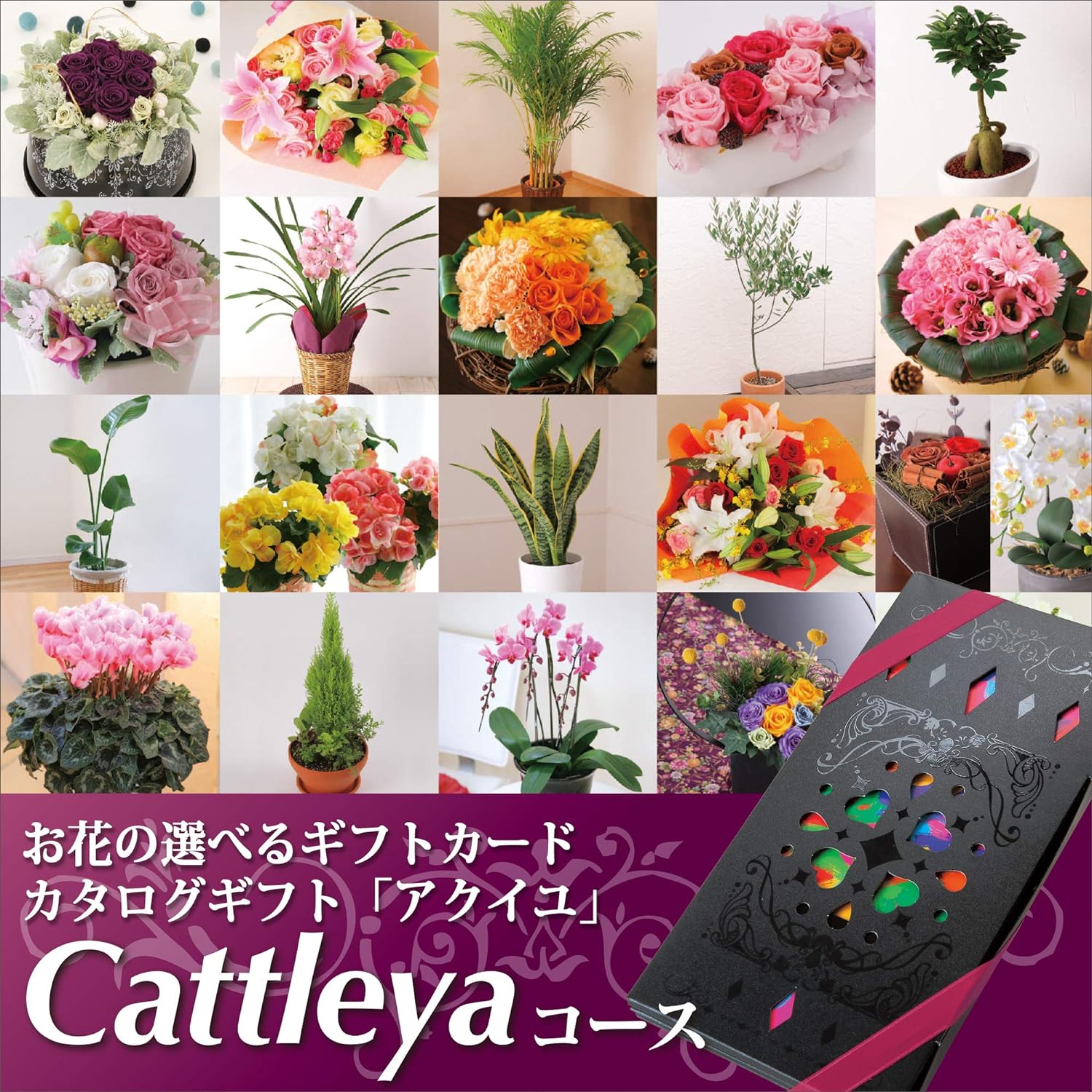 新品未使用】カタログギフトCOZY カトレア COZY カトレア 55,880 新品未使用】カタログギフトCOZY カトレア COZY カトレア 55,880