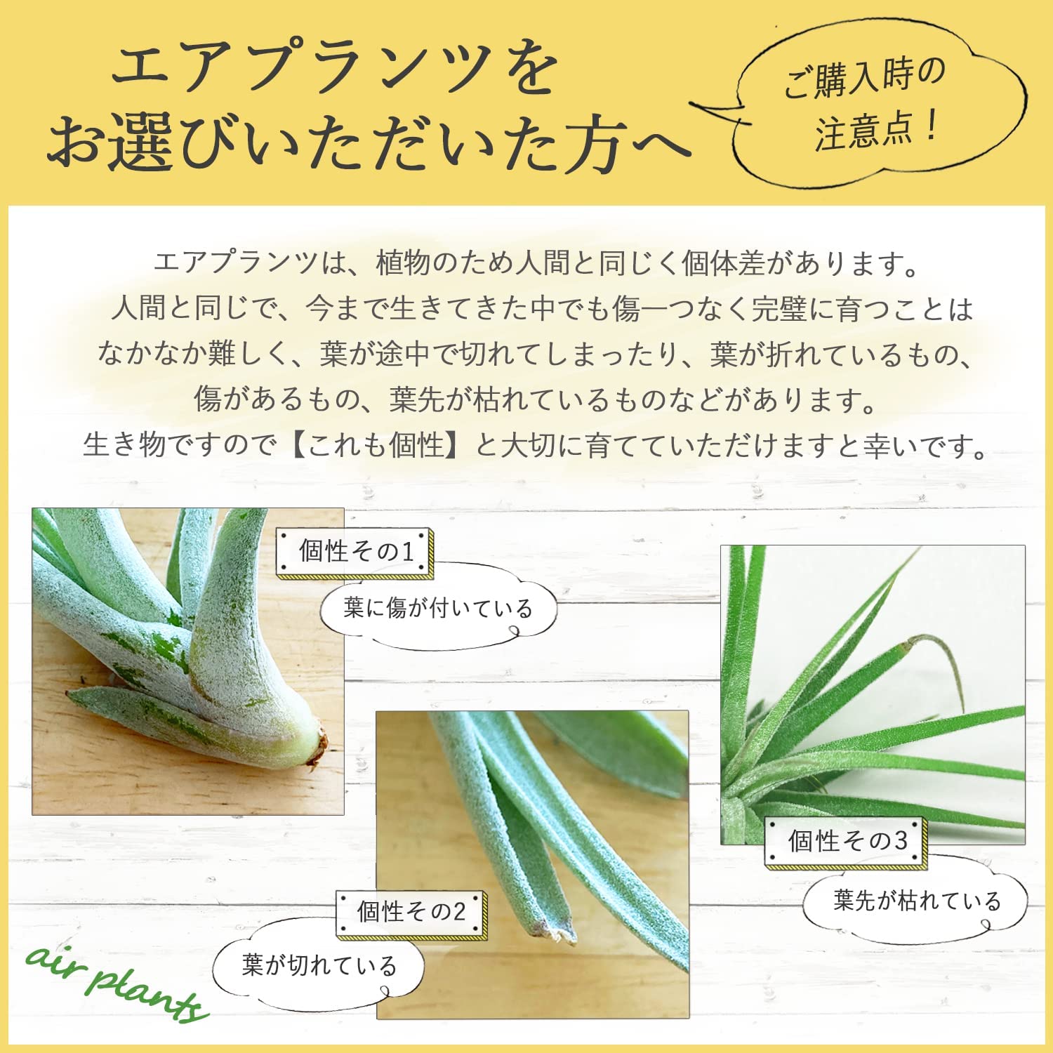 �����ץ��� ����󥸥� ��ʪ �ϥ󥮥� ����ƥꥢ ������� �ߤ겼��