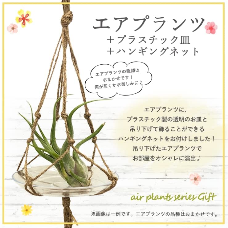 �����ץ��� ����󥸥� ��ʪ �ϥ󥮥� ����ƥꥢ ������� �ߤ겼��