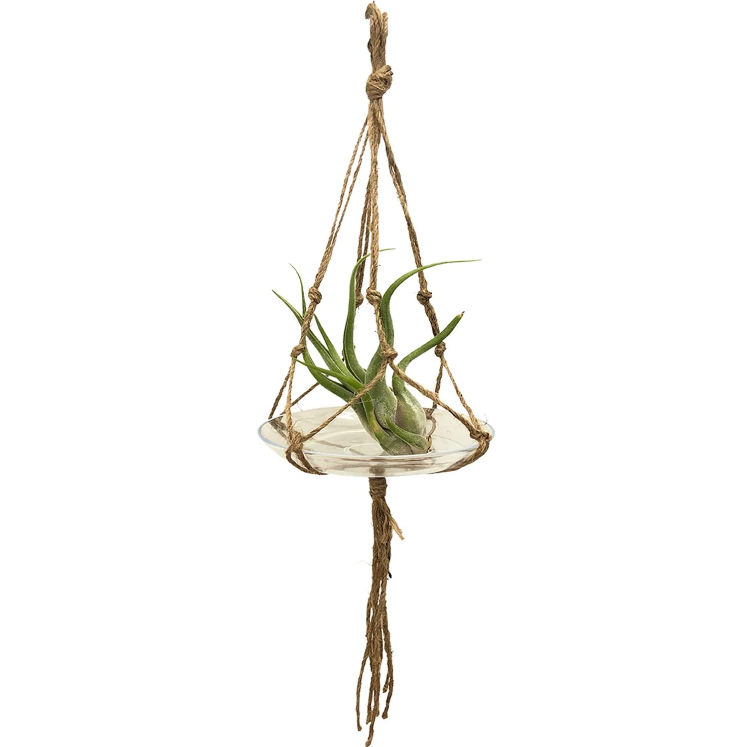 △受注制作△エアープランツハンガー 5連 △受注制作△エアープランツ