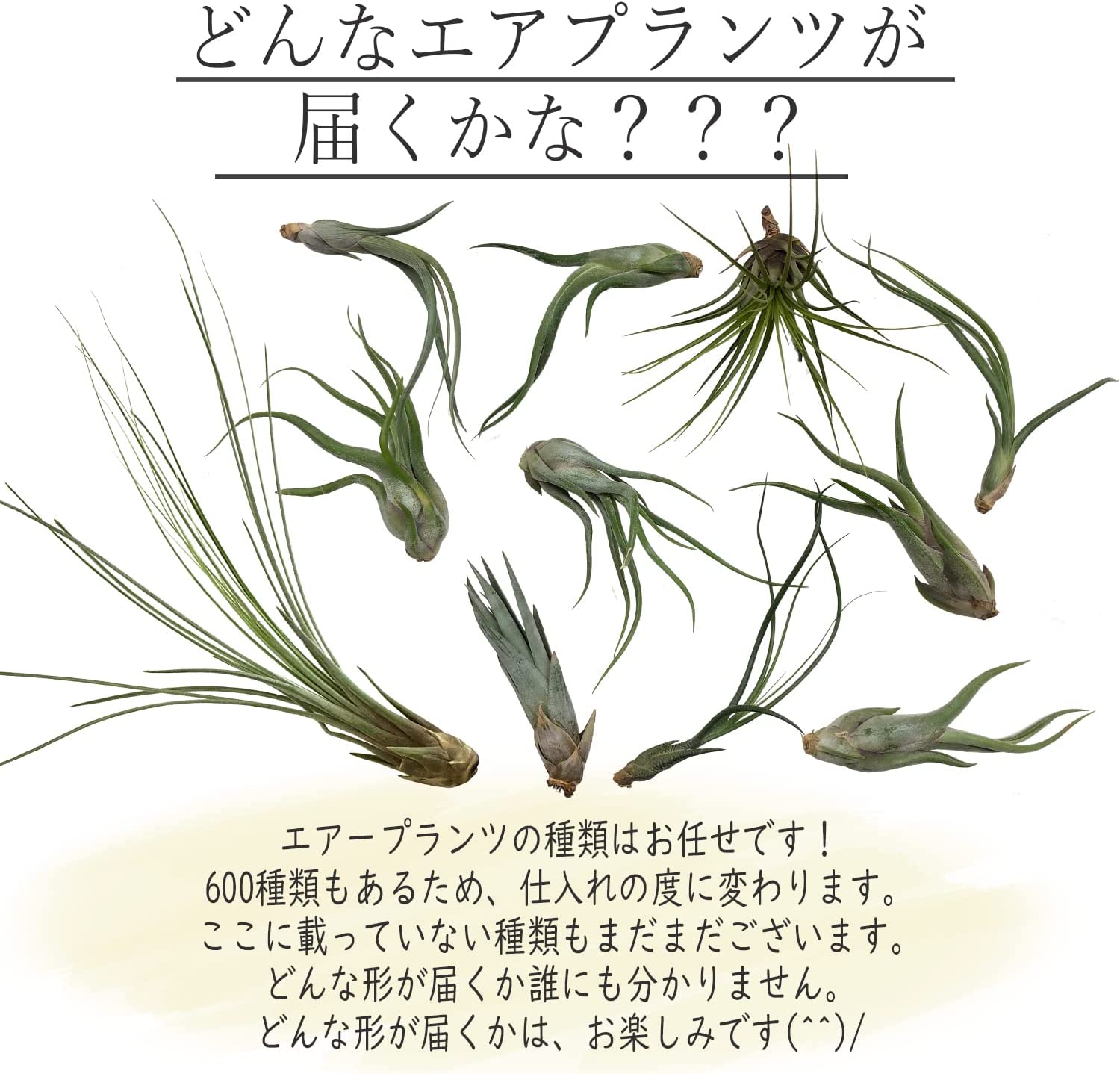 �����ץ��� ����󥸥� ��ʪ �ϥ󥮥� ����ƥꥢ ������� �ߤ겼��