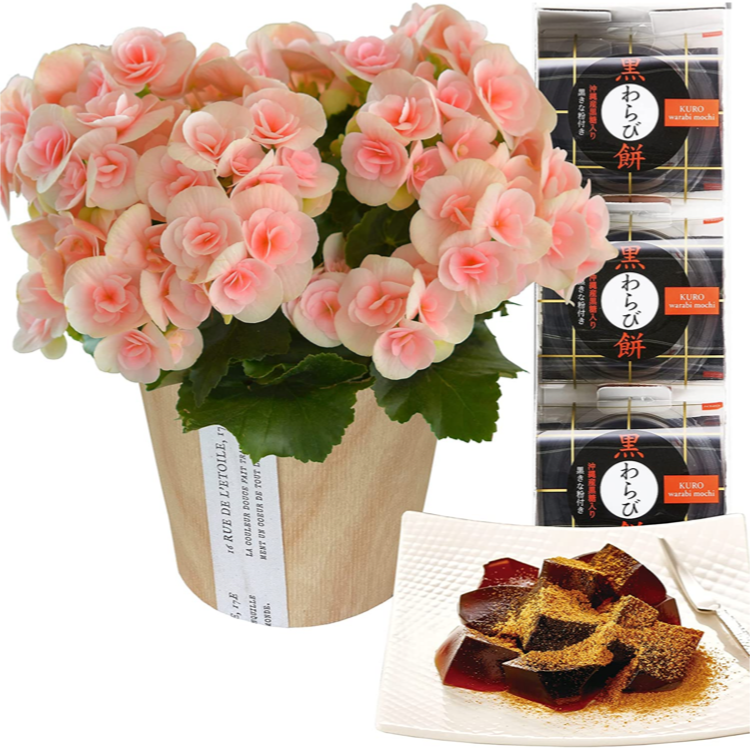 リーガース ベコニア 花 ギフト 誕生日 プレゼント リーガースベゴニア