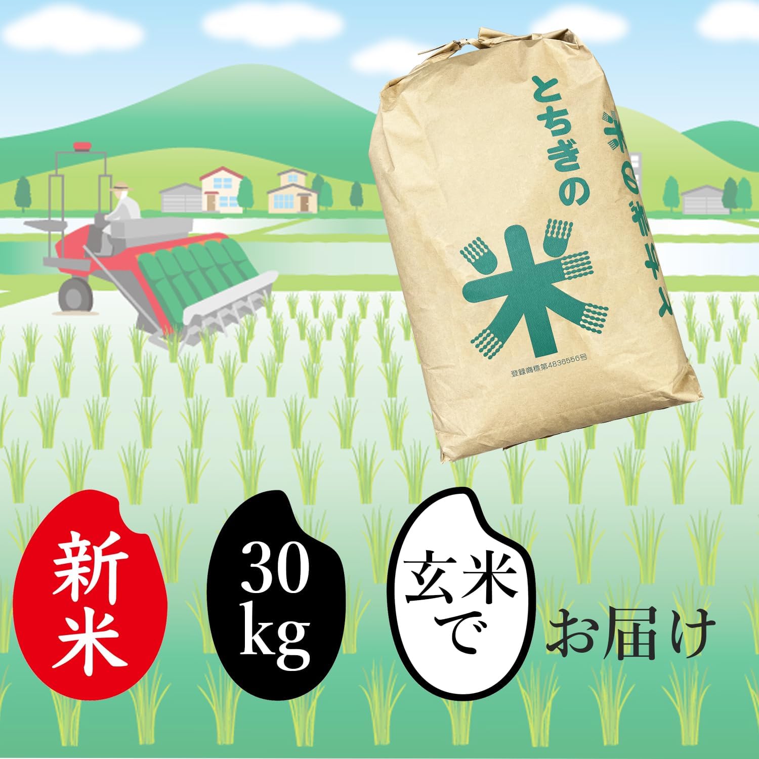 新米 令和7年産 米 30kg 玄米 お米 おこめ 30キロ 栃木県産 コシヒカリ