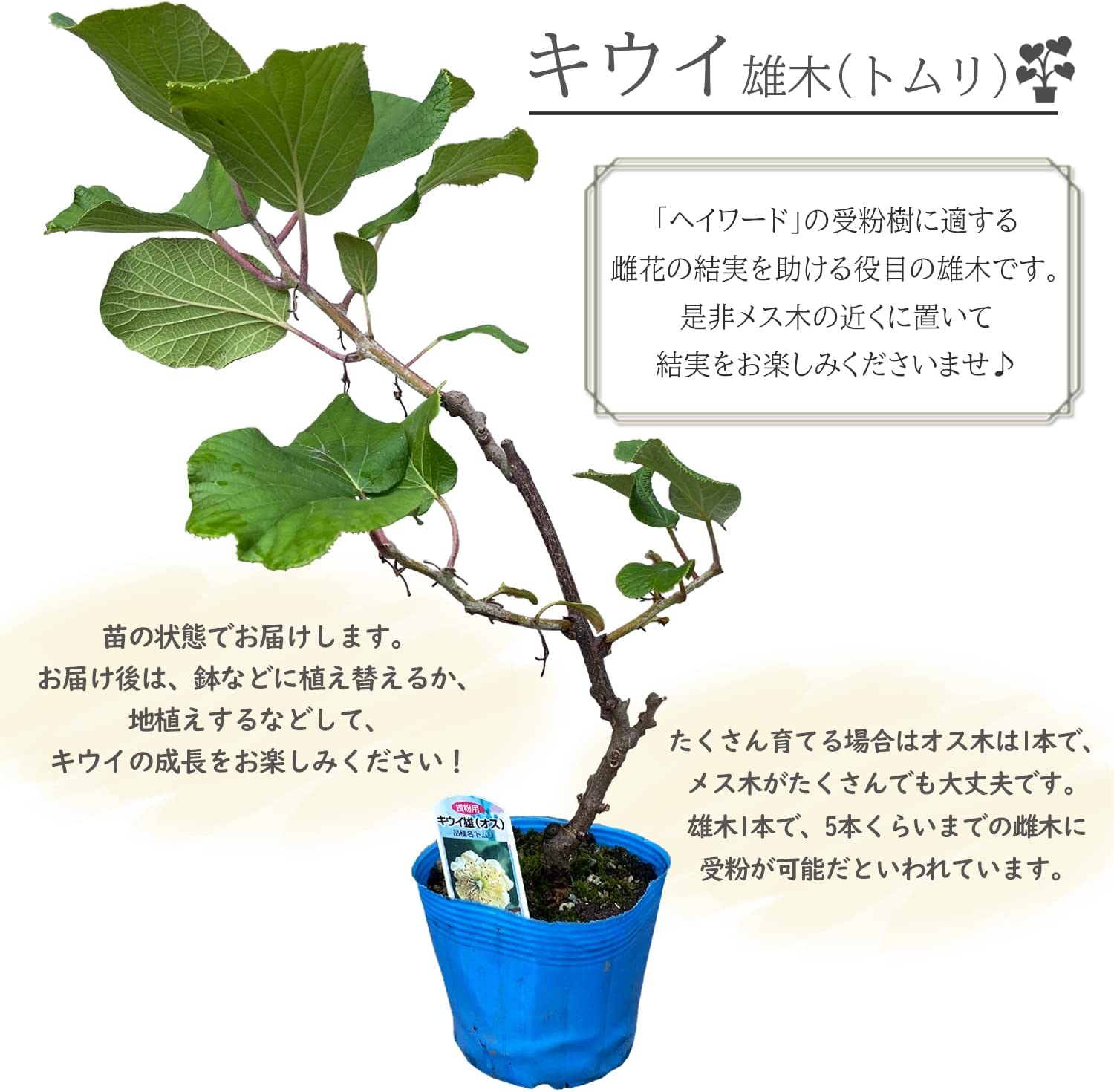 ������ȭ���� ���������� �������ե롼�Ĥ��� ȭ���� �ե롼�Ĥ��� �ȥ�� ͺ��