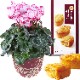 �������� ���ե� �ץ쥼��� �� ȭ���� ȭ�� ������ 5��ȭ �ӥ��ȥꥢ ���ۻ�