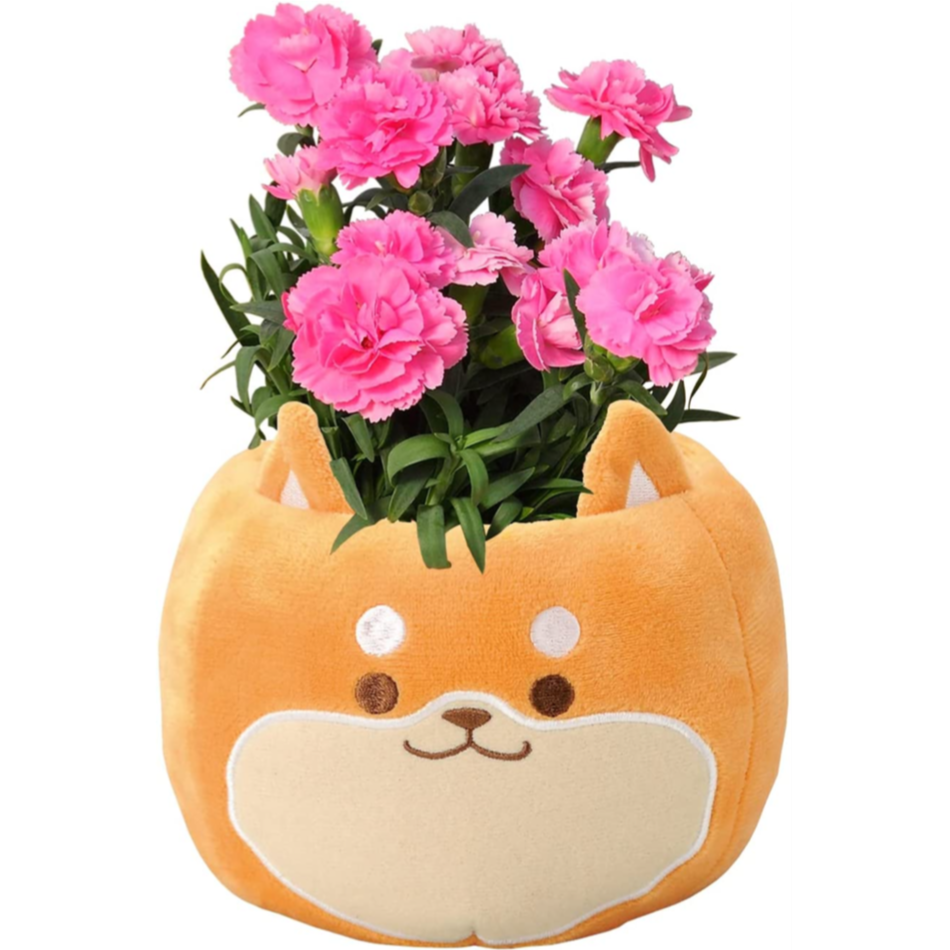 ����� �� ȭ���� �����͡������ �ץ쥼��� ��ȭ ��������ե� ������Υץ쥼���