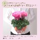 �������� ���ե� �ץ쥼��� �� ȭ���� ȭ�� ������ 5��ȭ ��åץ� �ԥ�