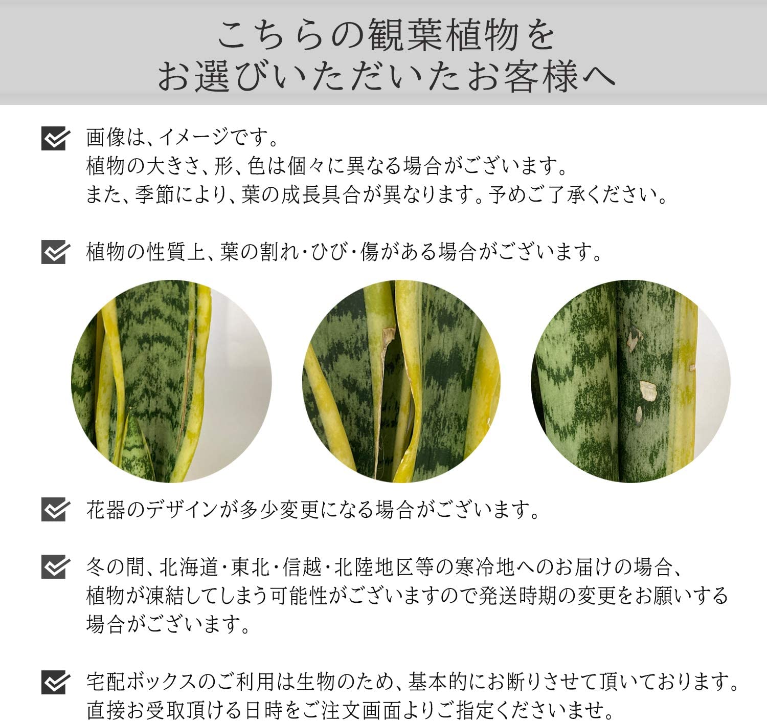 YAMA　ベンガレンシス+アグラオネマ＋水耕栽培のサンスベリアのセット販売 YAMA様専用 ベンガレンシス+アグラオネマ＋水耕栽培の