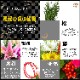 �޽ե���� ������β� ������ ����󥸥��� ��� �޽� ��쿷ǯ ������